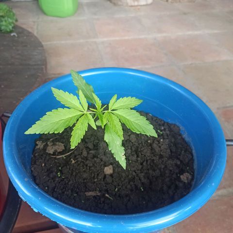 Mango Biche #6 growlog timeline photo
