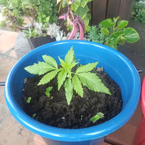 Mango Biche #2 growlog timeline photo