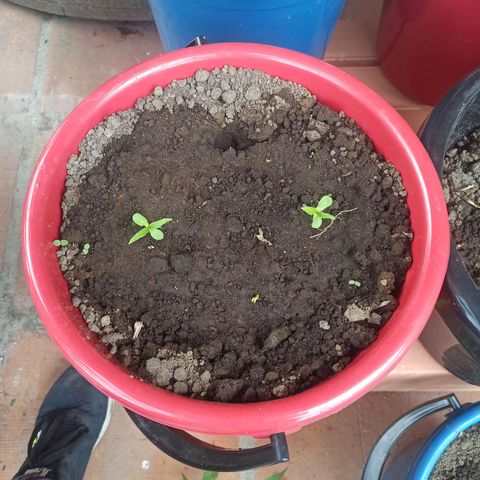 Mango Biche duo #2 growlog timeline photo