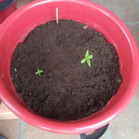 Mango Biche duo #1 growlog timeline photo