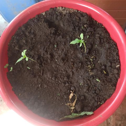Mango Biche duo #2 growlog timeline photo