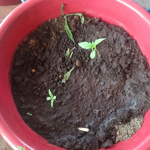Mango Biche duo #1 growlog timeline photo