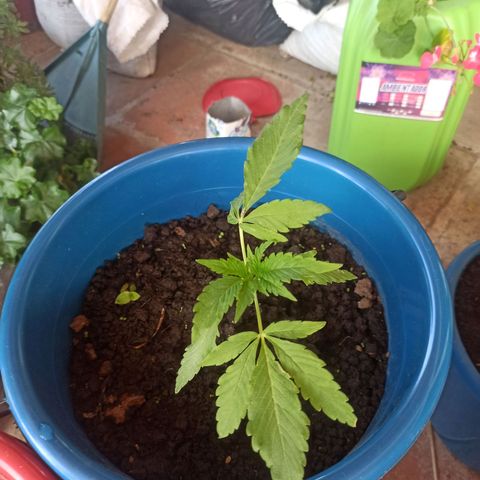 Mango Biche #6 growlog timeline photo
