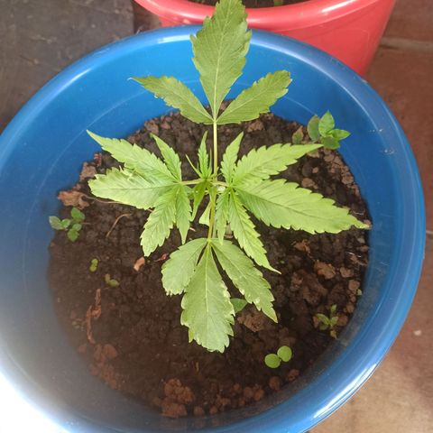 Mango Biche #2 growlog timeline photo