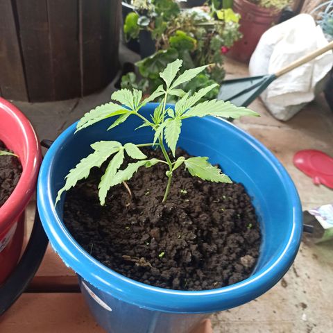 Mango Biche #6 growlog timeline photo