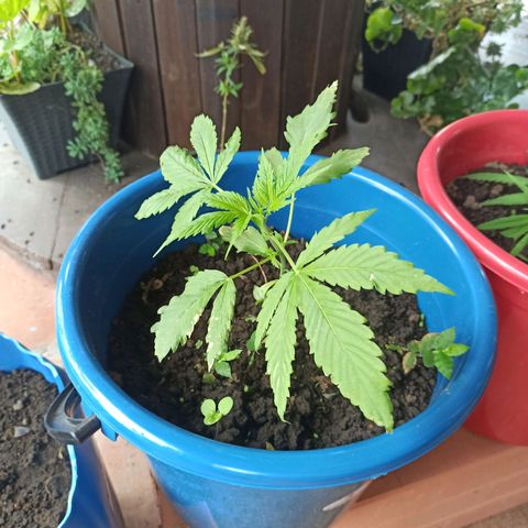 Mango Biche #2 growlog timeline photo