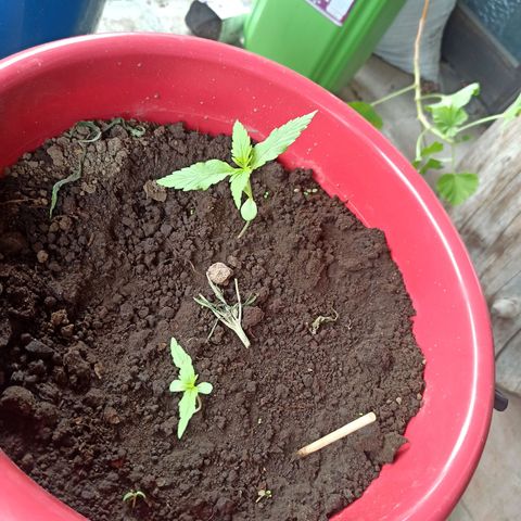 Mango Biche duo #1 growlog timeline photo