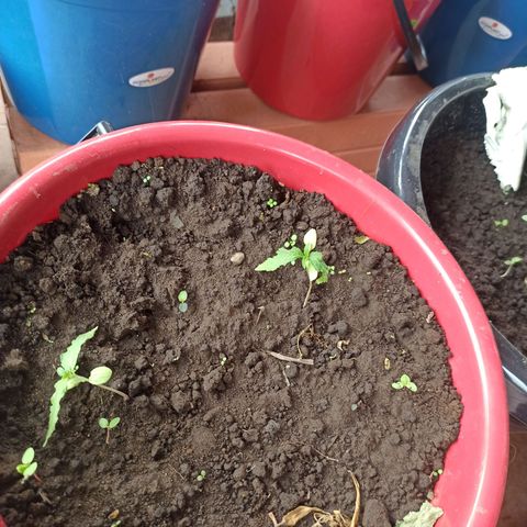 Mango Biche duo #2 growlog timeline photo