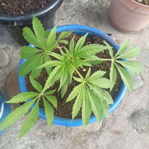Mango Biche #6 growlog timeline photo