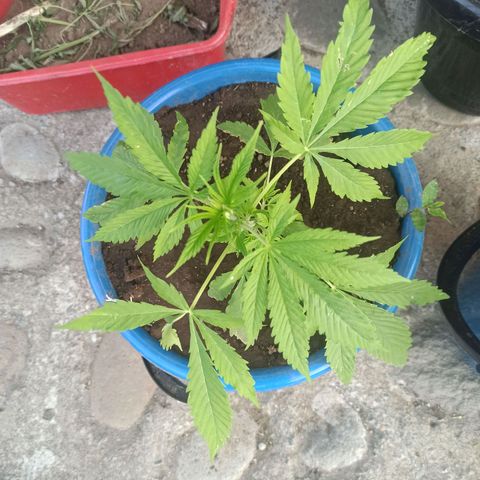 Mango Biche #2 growlog timeline photo