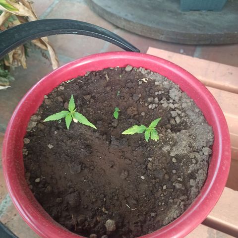 Mango Biche duo #1 growlog timeline photo
