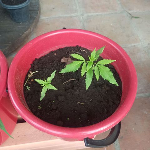 Mango Biche duo #2 growlog timeline photo