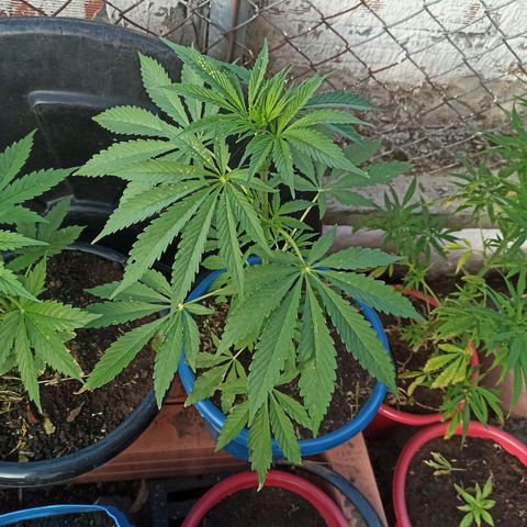 Mango Biche #6 growlog timeline photo
