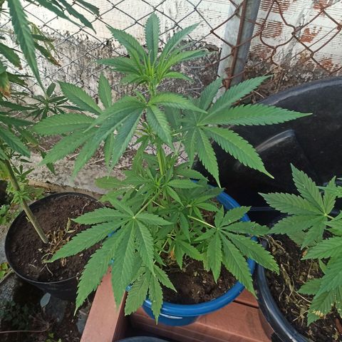 Mango Biche #2 growlog timeline photo