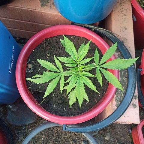 Mango Biche duo #2 growlog timeline photo