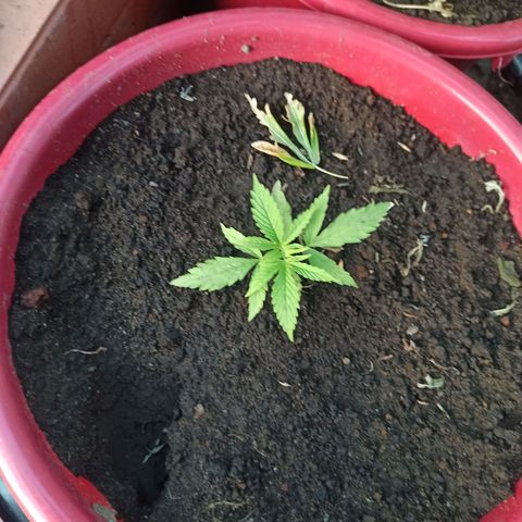 Mango Biche duo #1 growlog timeline photo