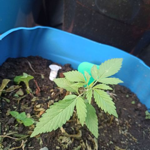 Og kush 2.0 growlog timeline photo