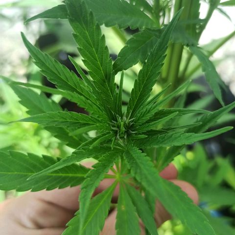 Mango Biche #6 growlog timeline photo