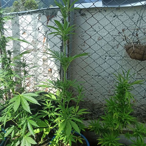 Mango Biche #6 growlog timeline photo