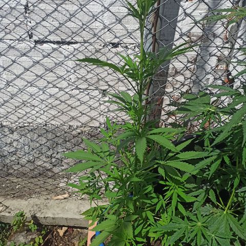 Mango Biche #2 growlog timeline photo
