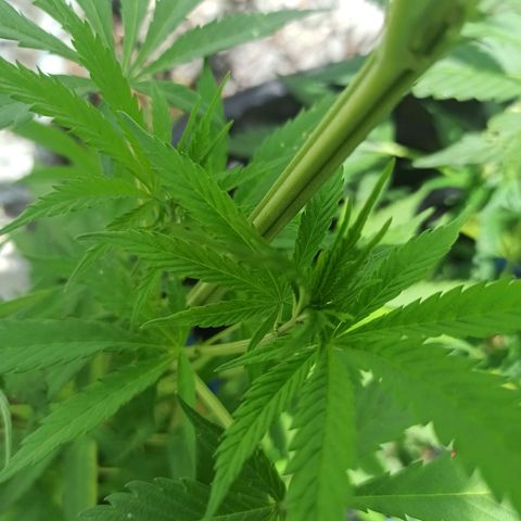 Mango Biche #2 growlog timeline photo
