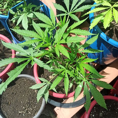 Mango Biche duo #2 growlog timeline photo