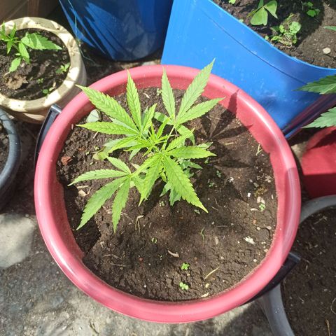 Mango Biche duo #1 growlog timeline photo