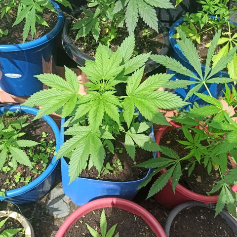 Og kush 2.0 growlog timeline photo