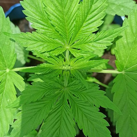 Og kush 2.0 growlog timeline photo