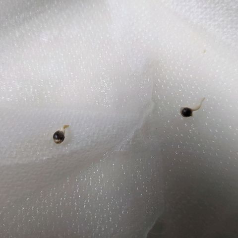 Maui Wowie #1 growlog timeline photo