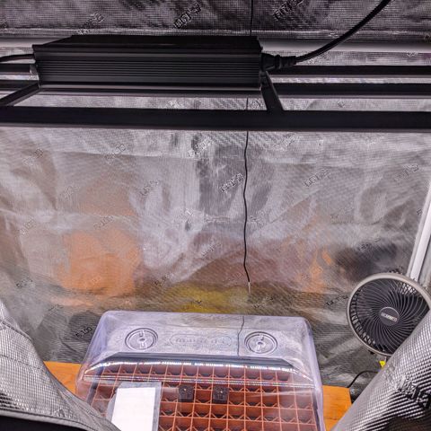 Maui Wowie #1 growlog timeline photo