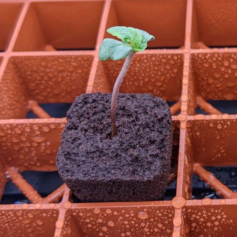 Maui Wowie #1 growlog timeline photo