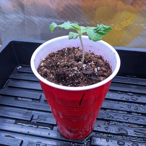 Maui Wowie #1 growlog timeline photo