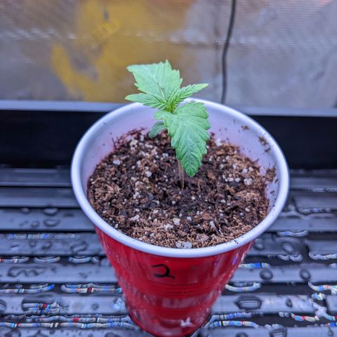 Maui Wowie #1 growlog timeline photo