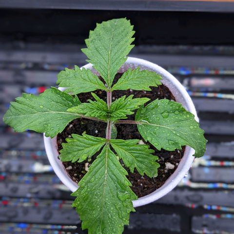 Maui Wowie #1 growlog photo: Noticed the leaves are a bit curled down.  Keeping an eye on them.  May introduce another fan and a humidifier.