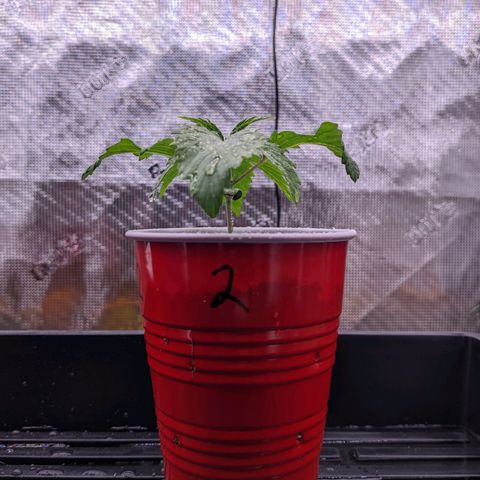 Maui Wowie #1 growlog photo: Noticed the leaves are a bit curled down.  Keeping an eye on them.  May introduce another fan and a humidifier.