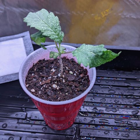 Maui Wowie #1 growlog photo: Noticed the leaves are a bit curled down.  Keeping an eye on them.  May introduce another fan and a humidifier.
