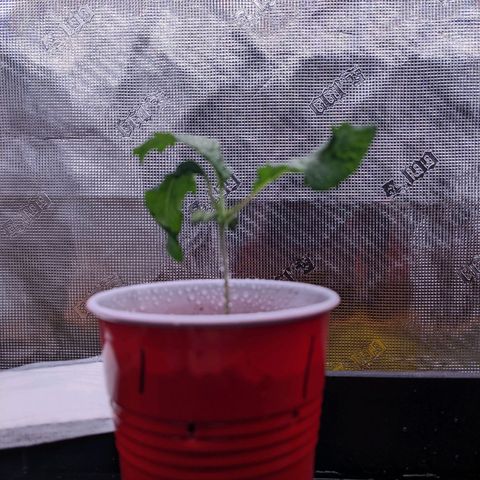 Maui Wowie #1 growlog photo: Noticed the leaves are a bit curled down.  Keeping an eye on them.  May introduce another fan and a humidifier.