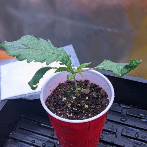 Maui Wowie #1 growlog timeline photo
