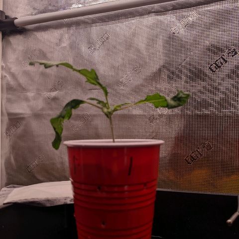 Maui Wowie #1 growlog timeline photo
