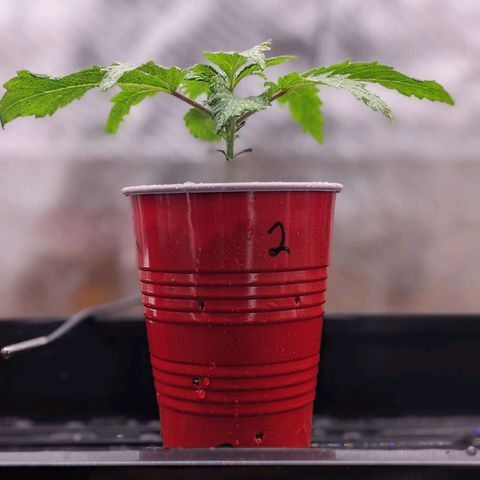 Maui Wowie #1 growlog timeline photo