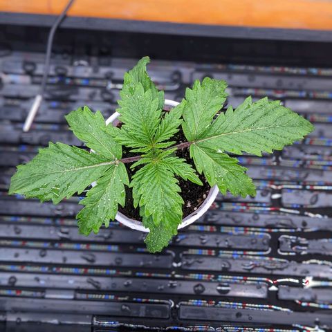 Maui Wowie #1 growlog timeline photo