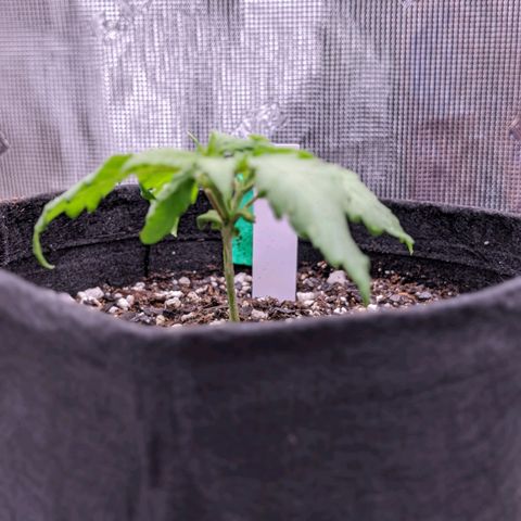 Maui Wowie #1 growlog timeline photo