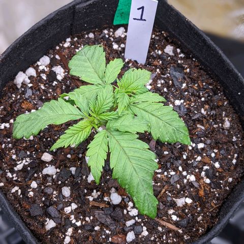 Maui Wowie #1 growlog timeline photo