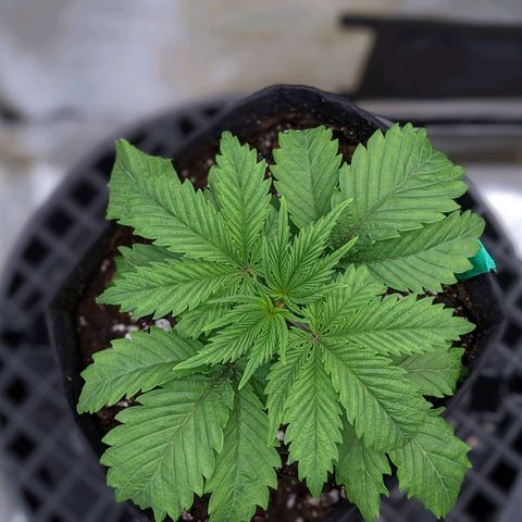 Maui Wowie #1 growlog timeline photo