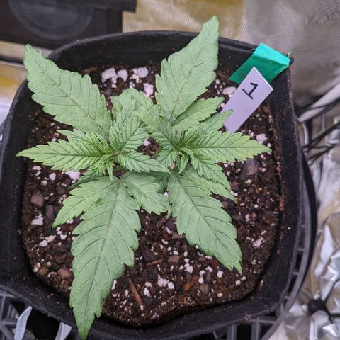 Maui Wowie #1 growlog timeline photo