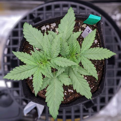 Maui Wowie #1 growlog timeline photo