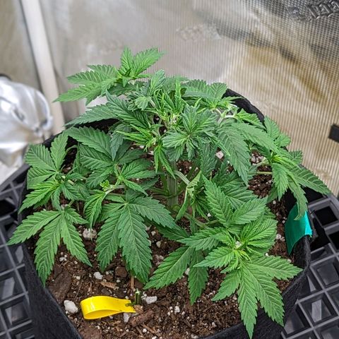 Maui Wowie #1 growlog timeline photo