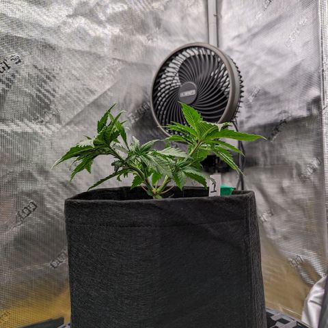 Maui Wowie #1 growlog timeline photo