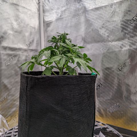 Maui Wowie #1 growlog timeline photo